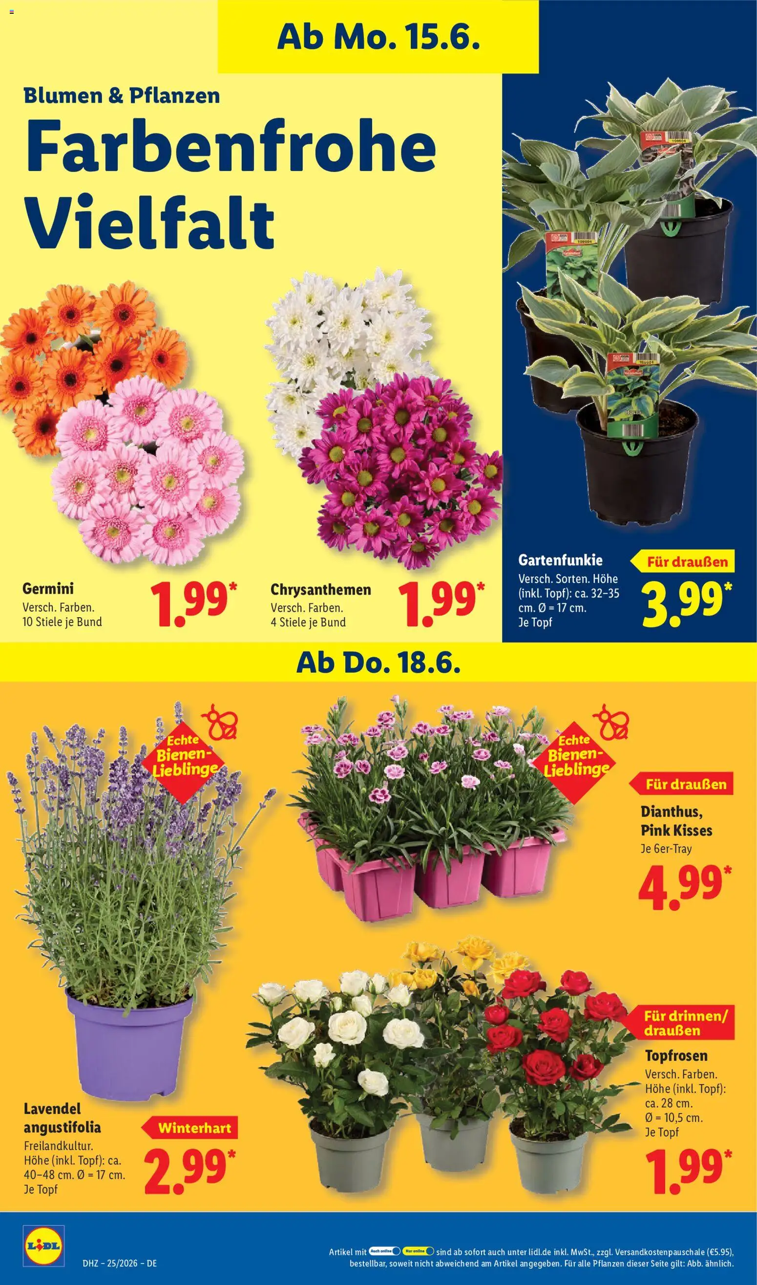 Lidl Prospekt – gültig ab 15.06.2026 | Seite: 70 | Produkte: Blumen, Lavendel
