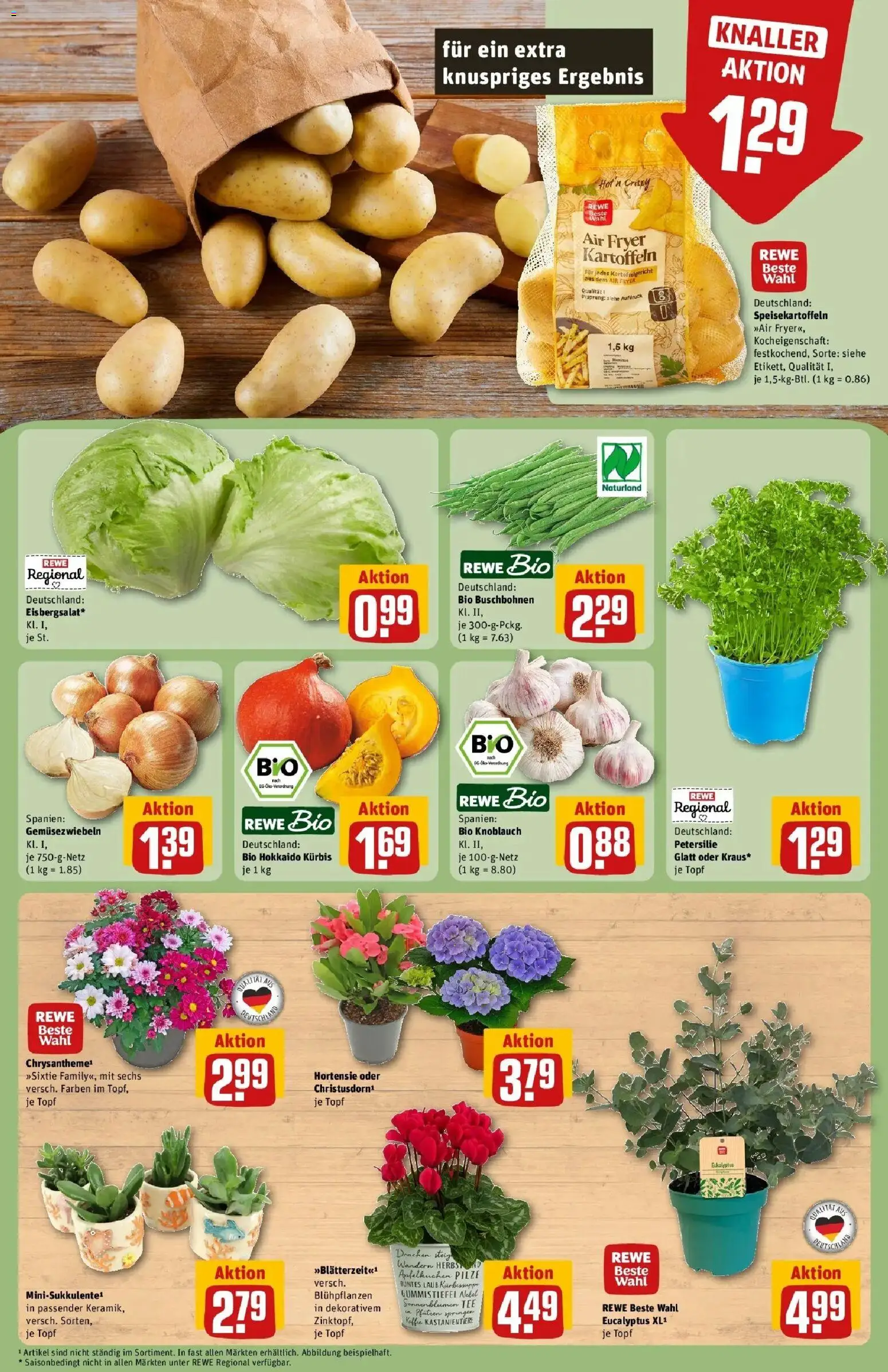 REWE Prospekt ab 24.08.2026 zum Blättern » Angebote | Seite: 7 | Produkte: Hortensie, Knoblauch, Petersilie, Gummistiefel