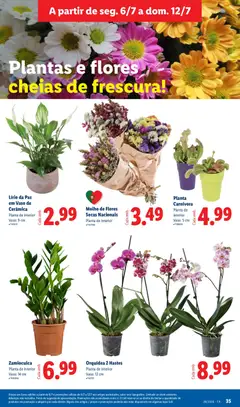 Pré-visualização Orquídea 2 Hastes, Planta de interior Vaso: 12 cm válido de 06/07/2026 | Página: 35 | Produtos: Flores, Vaso