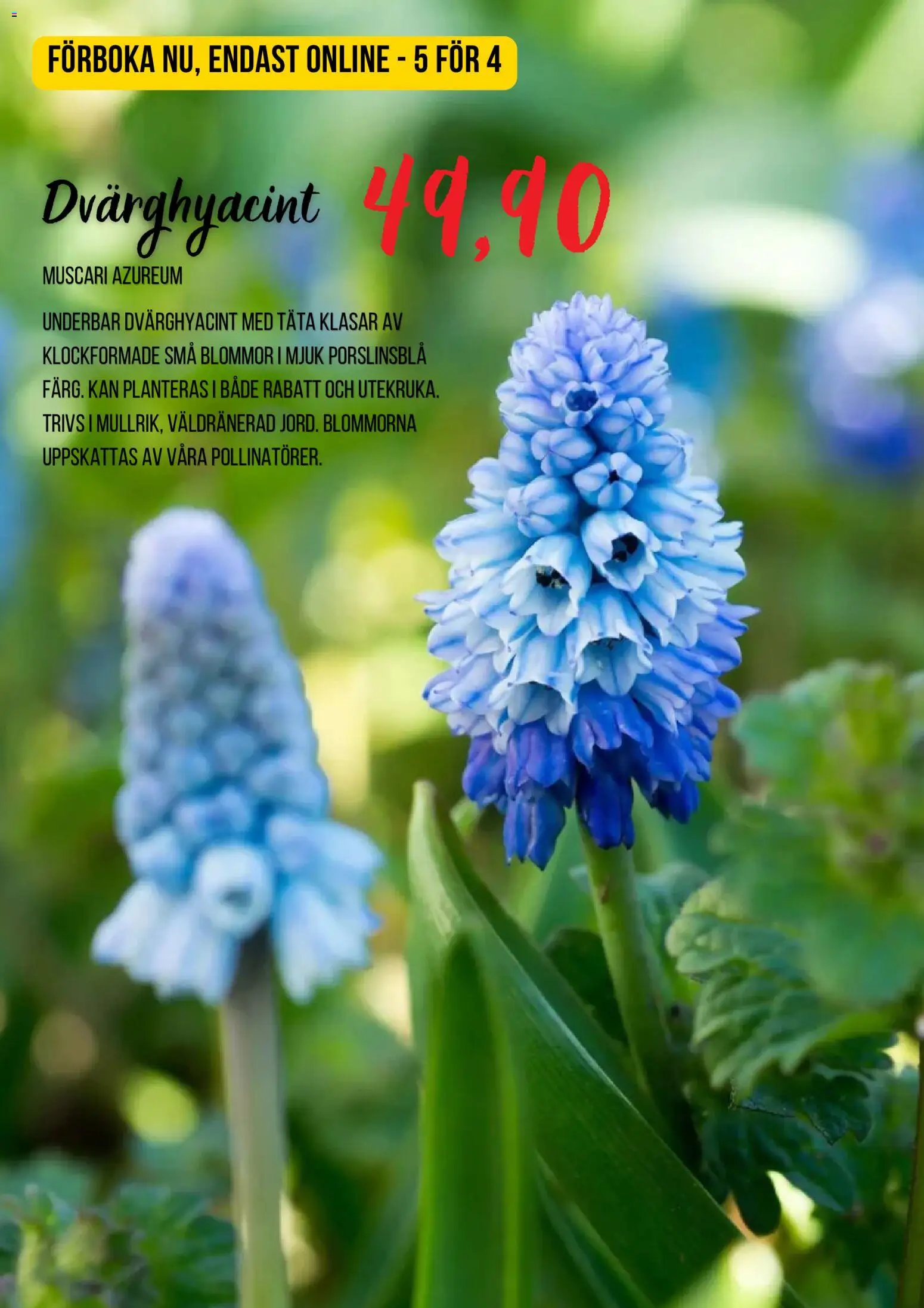 Blomsterlandet reklamblad aktuell från 13/08/2026 | Sida: 3 | Produkter: Blommor