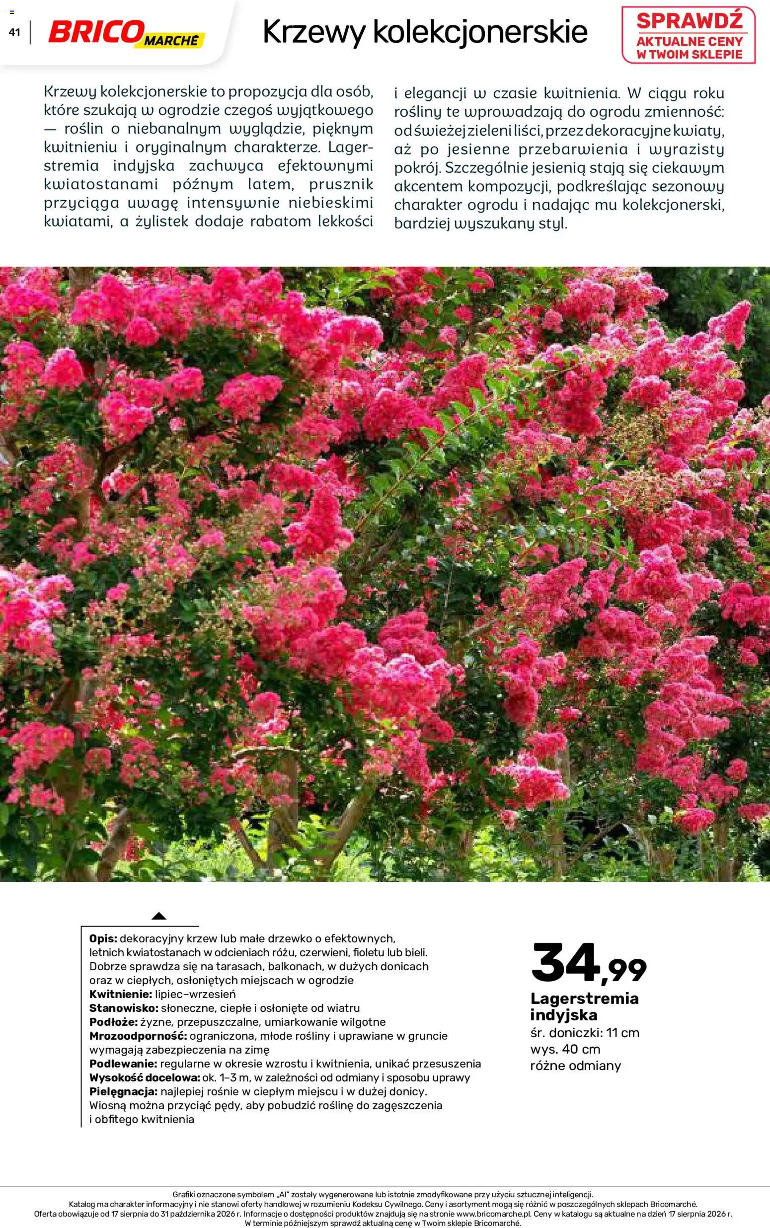 Brico Marché gazetka - Jesienne Inspiracje od 17.08.2026 | Strona: 41 | Produkty: Podłoże, Rosliny, Doniczki