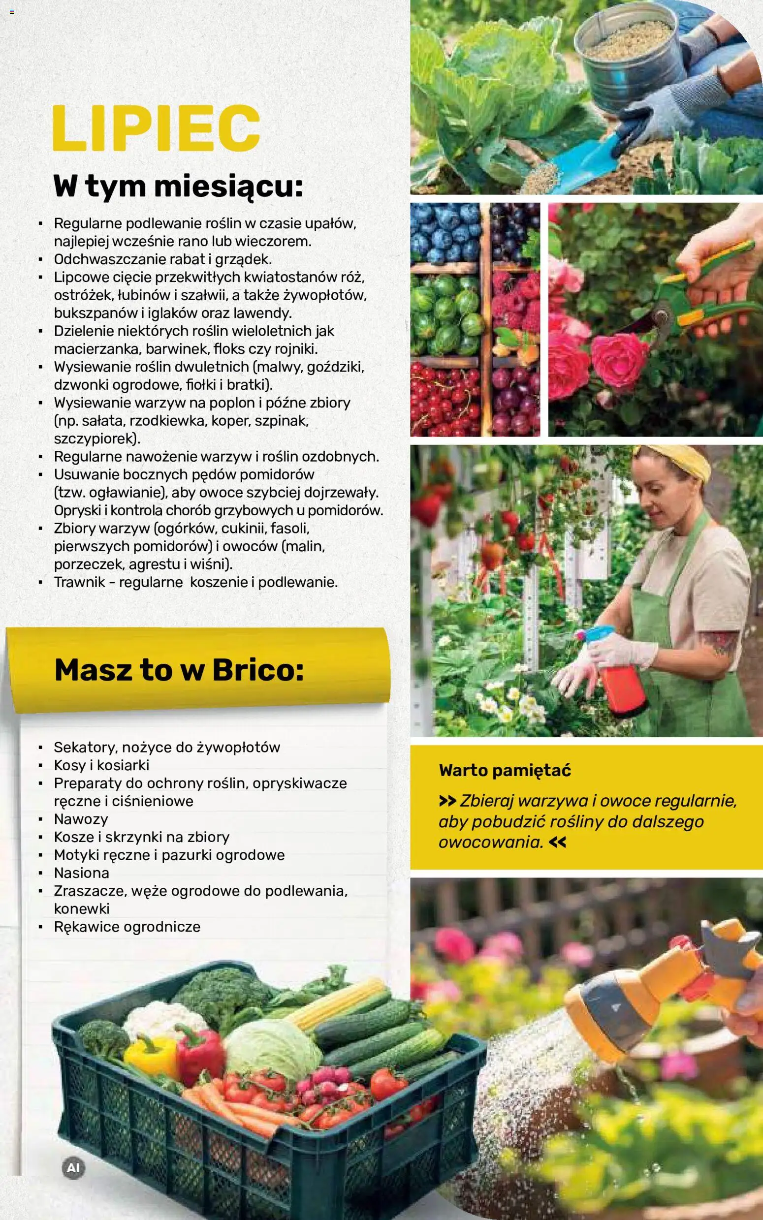 Brico Marché gazetka - Jesienne Inspiracje od 17.08.2026 | Strona: 106 | Produkty: Nasiona, Rosliny, Warzywa, Owoce