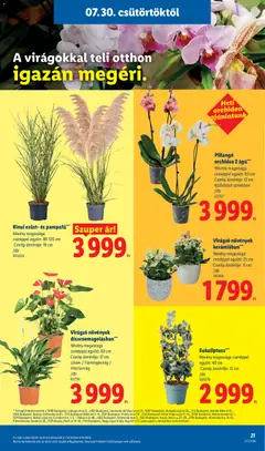 Pillangó orchidea 2 ágú, Növény magassága cseréppel együtt: 60 cm Cserép átmérője: 12 cm - amely érvényes a következő dátumtól: 2026.07.30. | Oldal: 21