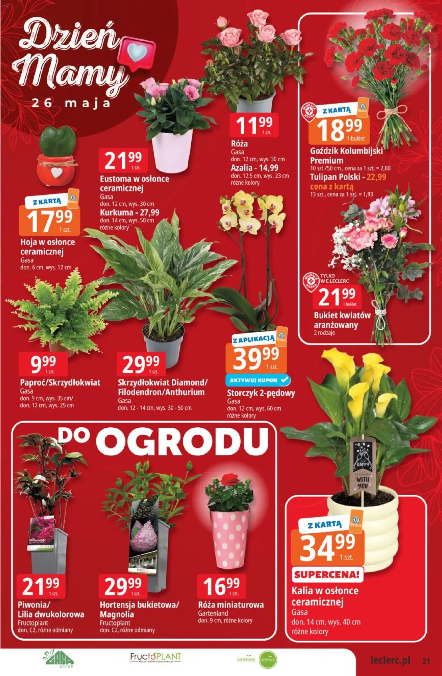 E.Leclerc gazetka od 19.05.2026 | Strona: 21 | Produkty: Karta, Kurkuma, Goździk, Storczyk
