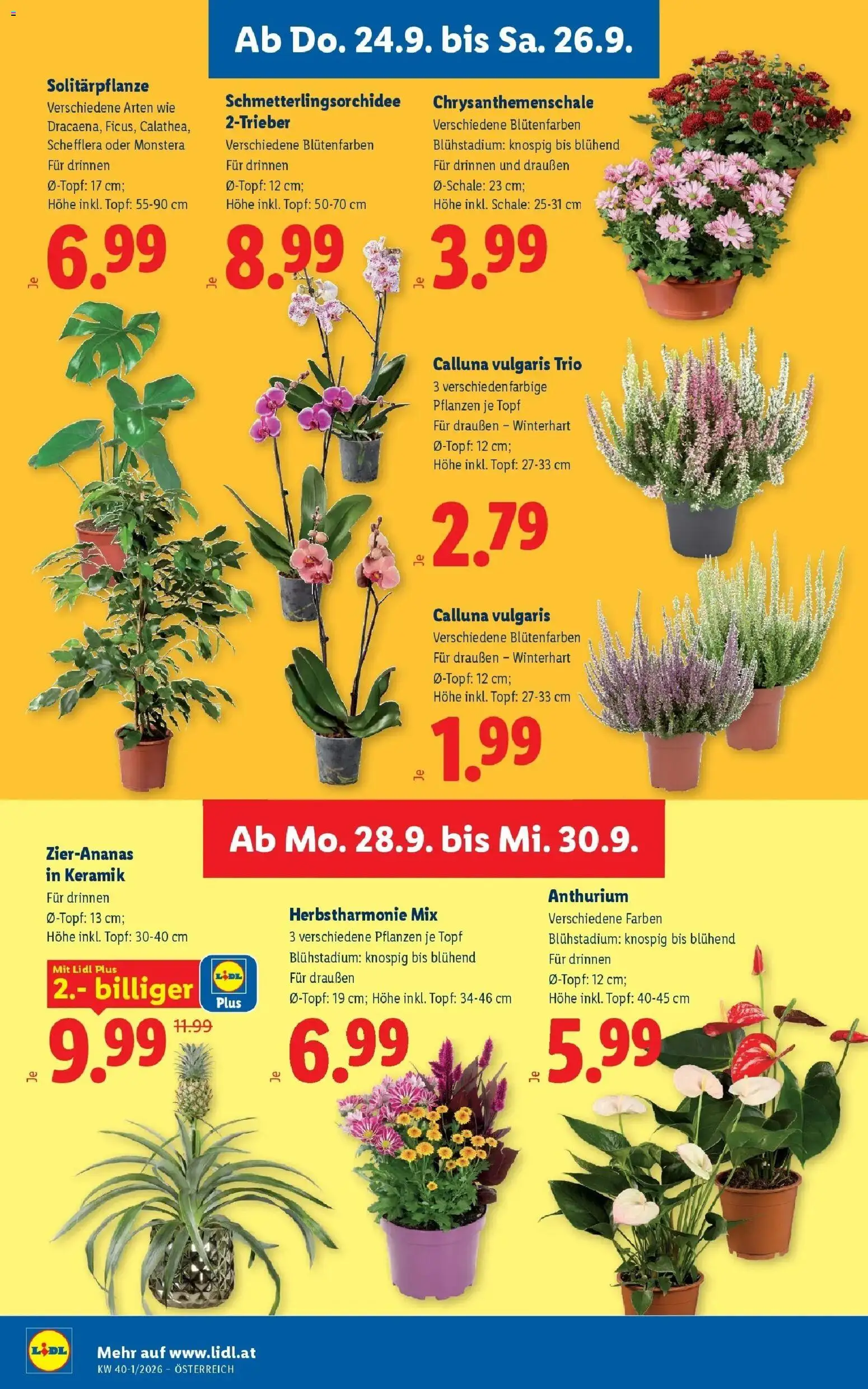 Lidl Flugblatt - Jenbach ab 24.09.2026 - Angebote ab donnerstag | Seite: 28