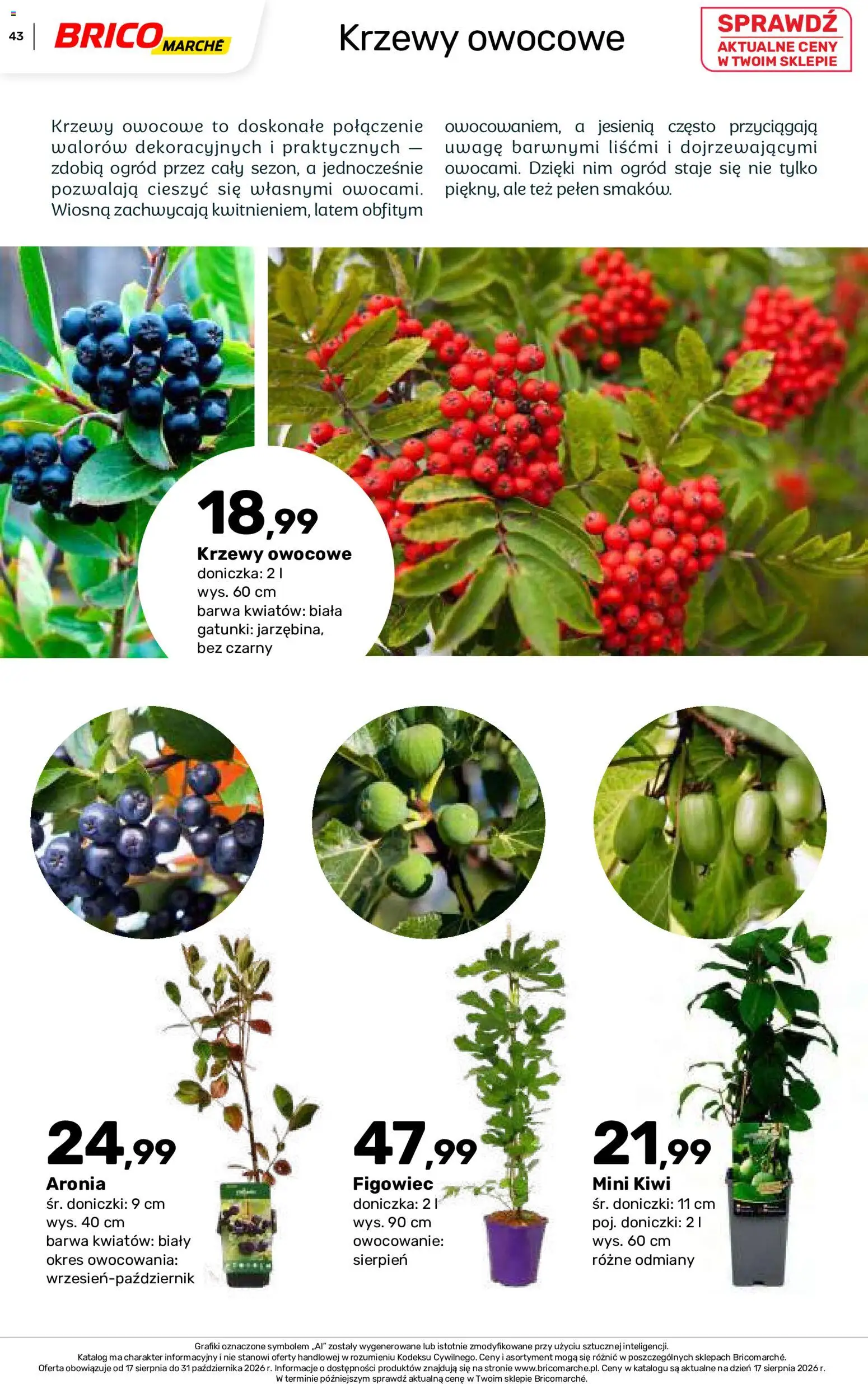 Brico Marché gazetka - Jesienne Inspiracje od 17.08.2026 | Strona: 43 | Produkty: Krzewy owocowe, Doniczka, Kiwi, Mini kiwi