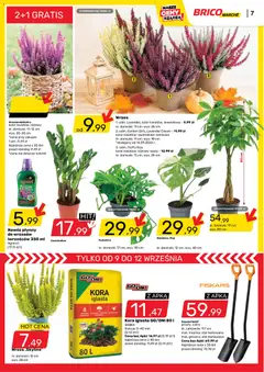 Pogląd oferty "Brico Marché gazetka" - ważna od 09.09.2026 | Strona: 8 | Produkty: Zamiokulkas, Wrzos, Nawóz, Doniczki