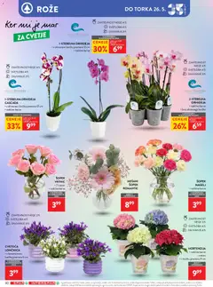 Spar katalog akcije – veljaven od 13.05.2026 | Stran: 40 | Izdelki: Cvetje, Šopek