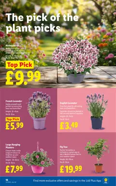 Preview of Lidl - Weekly valid from 21.05.2026 | Page: 22 | Products: Pot, Lavender