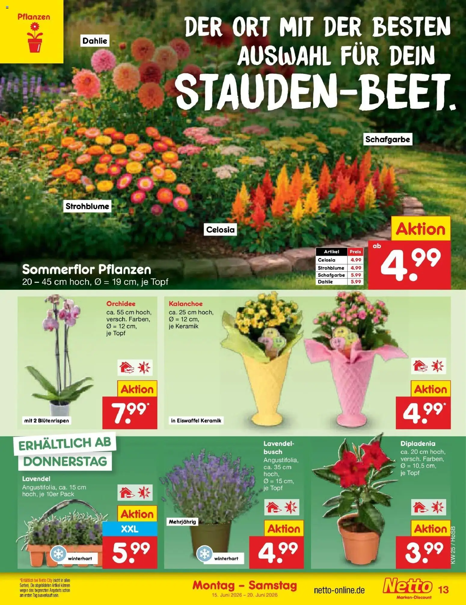 Netto Marken-Discount Prospekt Hannover – gültig ab 15.06.2026 | Seite: 17 | Produkte: Orchidee, Lavendel