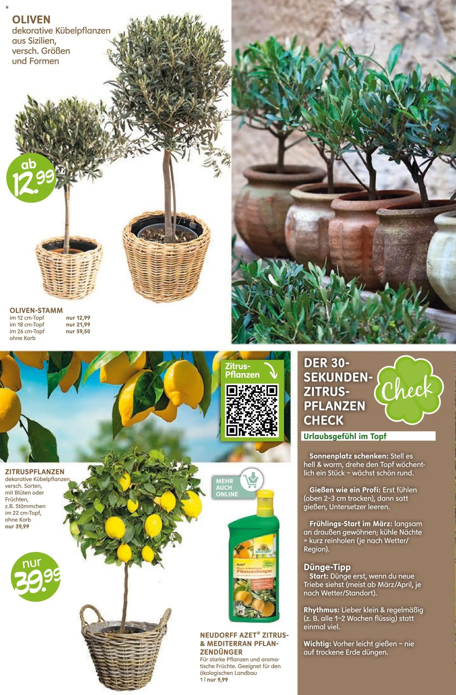 Blumen Risse Blütenglück – gültig ab 28.05.2026 | Seite: 12 | Produkte: Korb