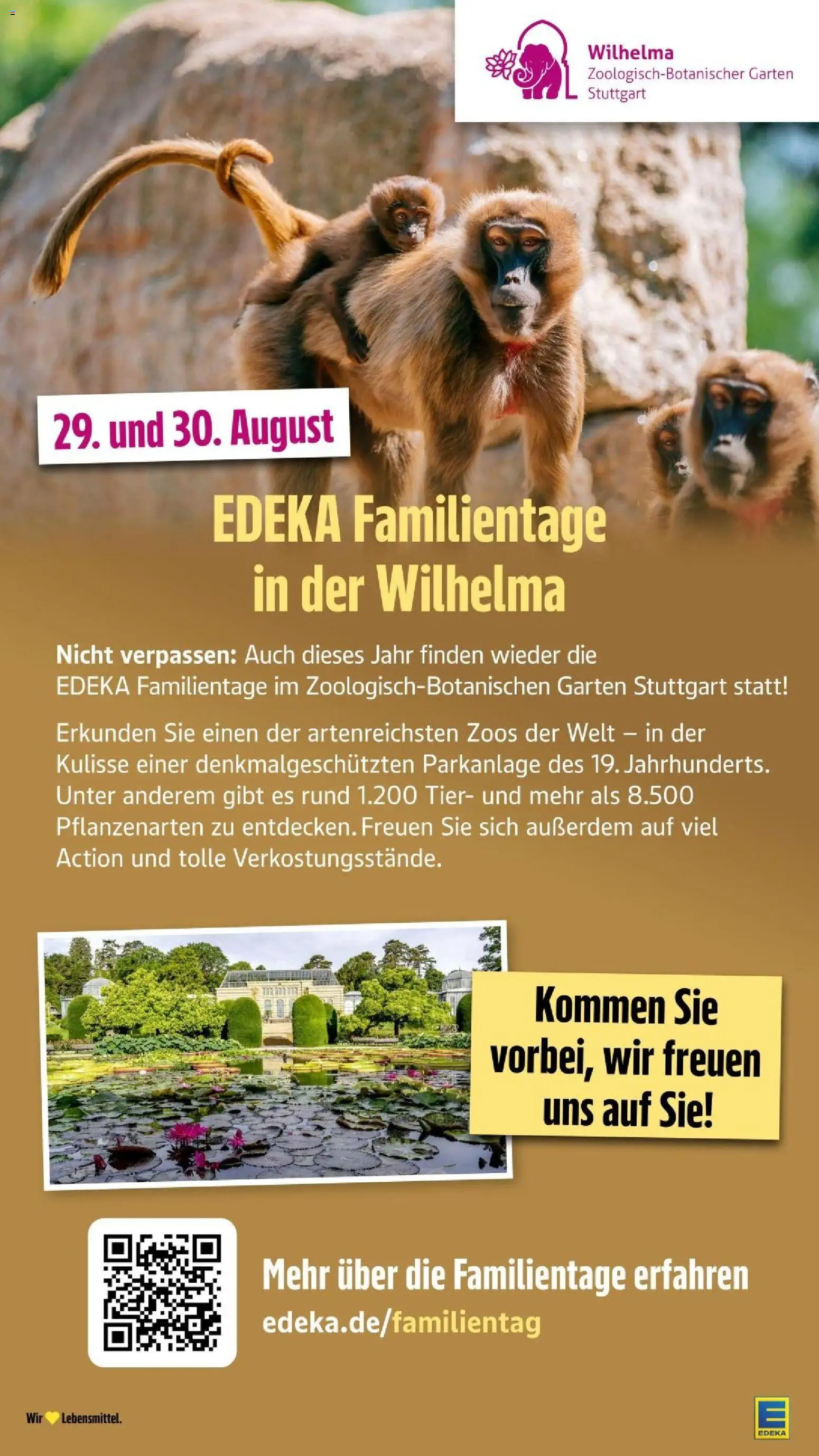 Edeka Prospekt Stuttgart – gültig ab 17.08.2026 | Seite: 41
