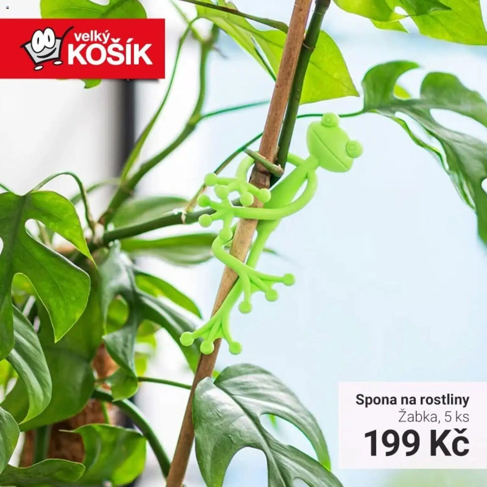 Velký Košík leták od 02.09.2026 | Strana: 5 | Produkty: Košík, Rostliny
