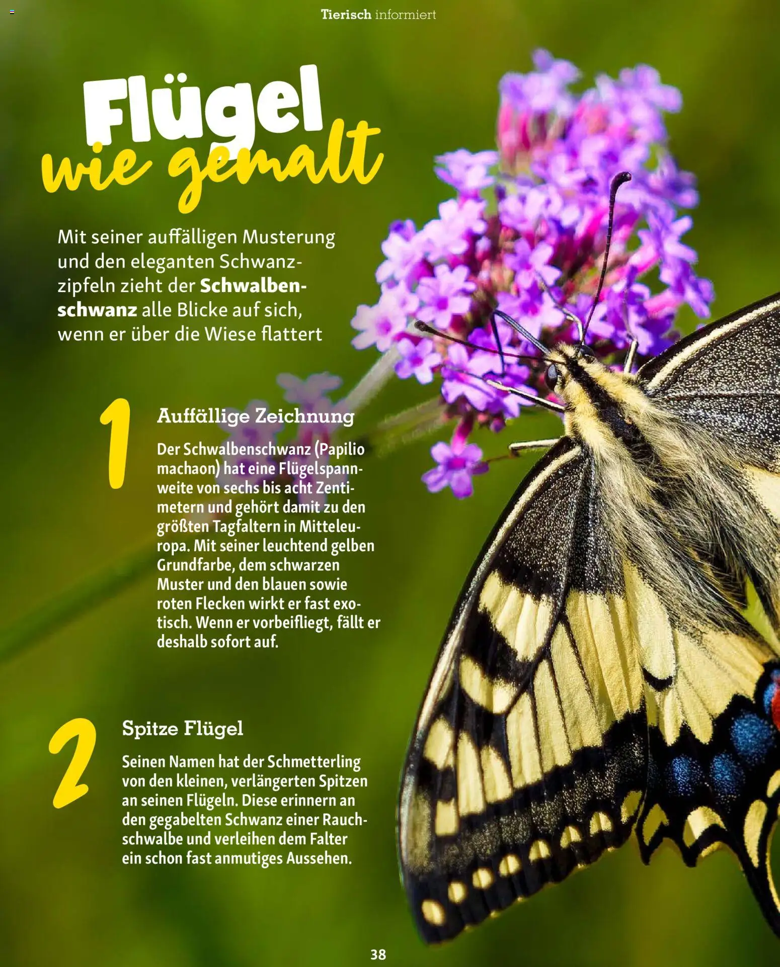 Fressnapf Friends Magazin – gültig ab 01.07.2026 | Seite: 38