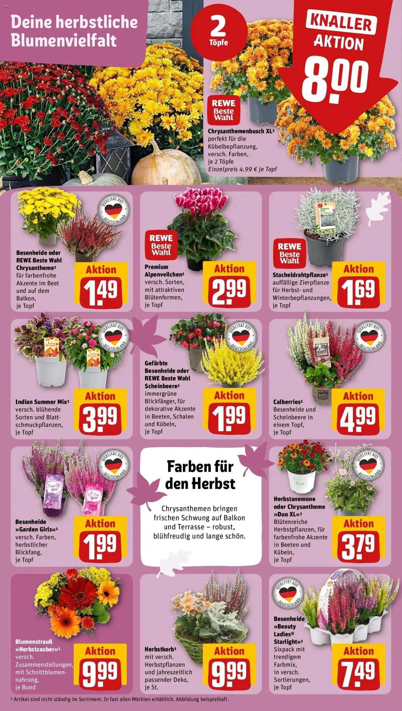 REWE Prospekt ab 14.09.2026 zum Blättern » Angebote | Seite: 5