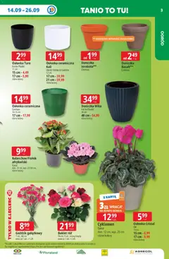 Pogląd oferty "E.Leclerc gazetka" - ważna od 14.09.2026 | Strona: 3 | Produkty: Karta, Goździk, Doniczka, Róż