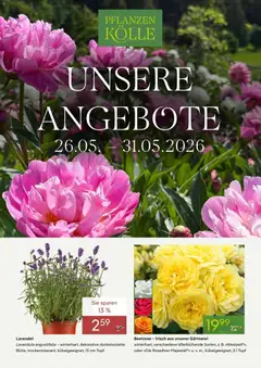 Pflanzen-Kölle Unsere Angebote ab 26.05.2026 gültig