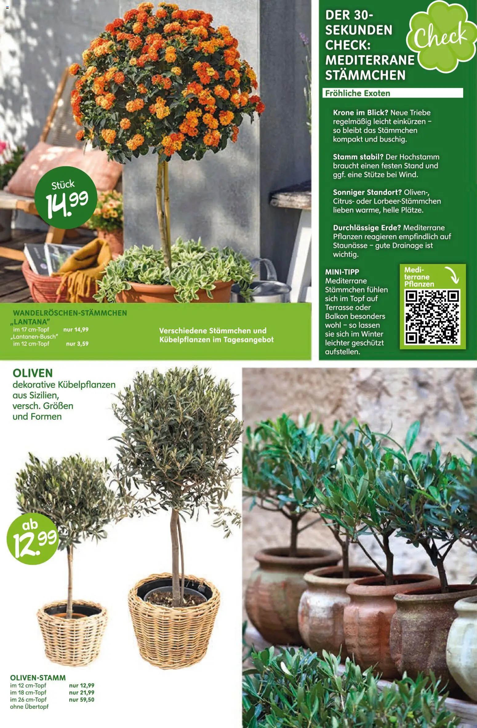Blumen Risse Prospekt Blumenmarkt – gültig ab 28.05.2026 | Seite: 6
