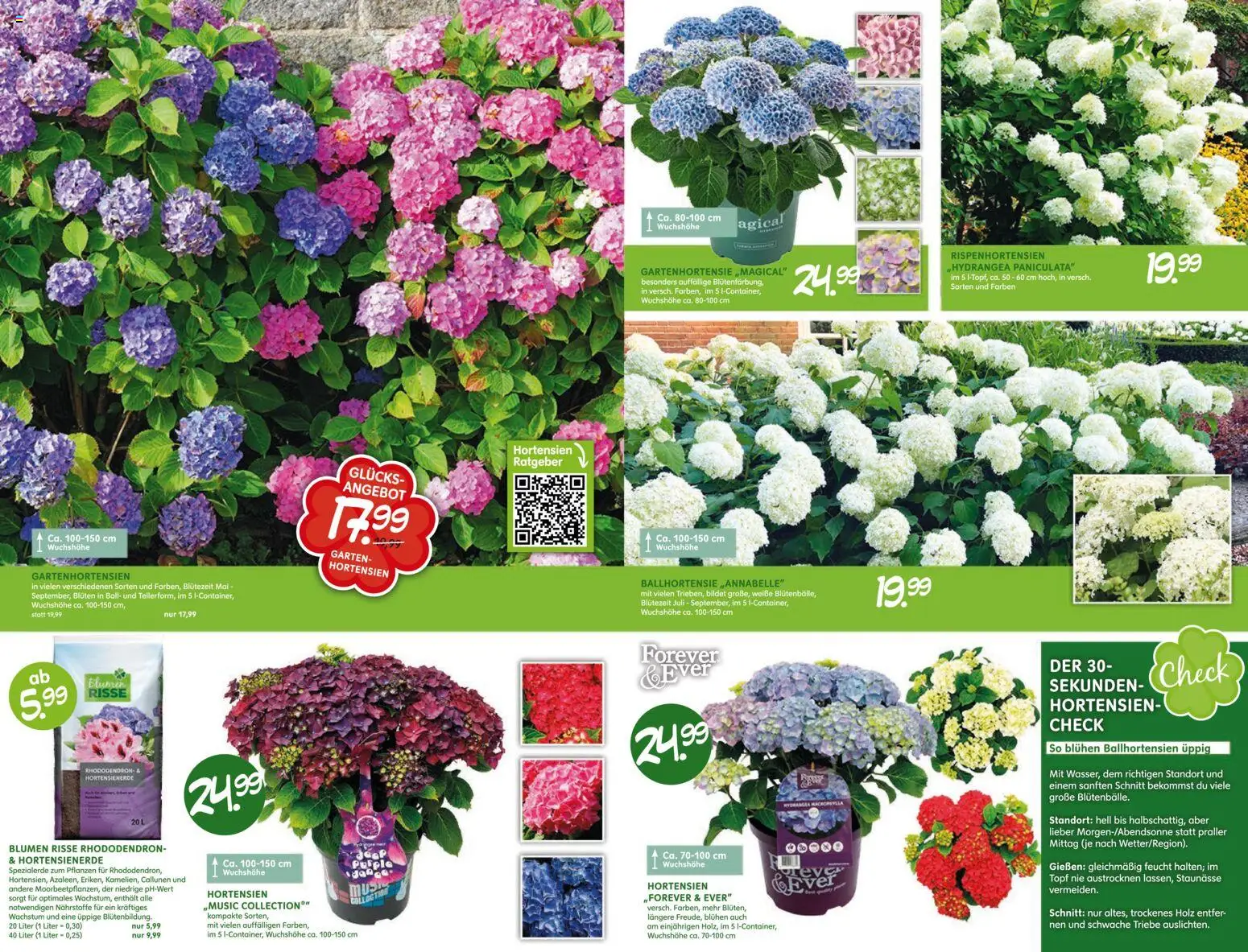 Blumen Risse Blütenglück Blumenmarkt – gültig ab 28.05.2026 | Seite: 7 | Produkte: Blumen