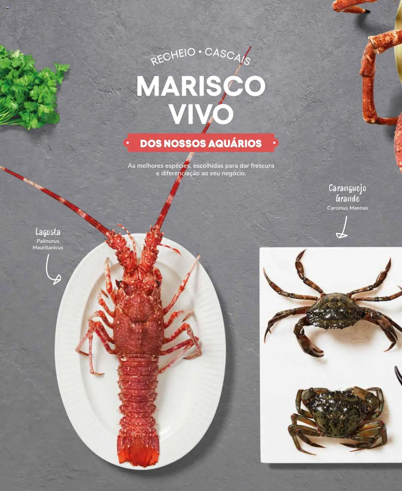 Recheio Peixaria │ válido de 19/09/2024 | Página: 24
