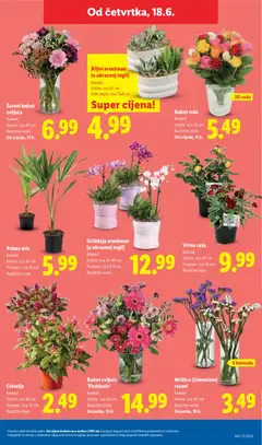 Orhideja aranžman (u ukrasnoj tegli), Komad, Visina: cca 14-45 cm, Promjer: cca 8-9 cm, Različite vrste - Pregled kataloga iz trgovine Lidl, vrijedi od 15.06.2026 | Stranica: 47