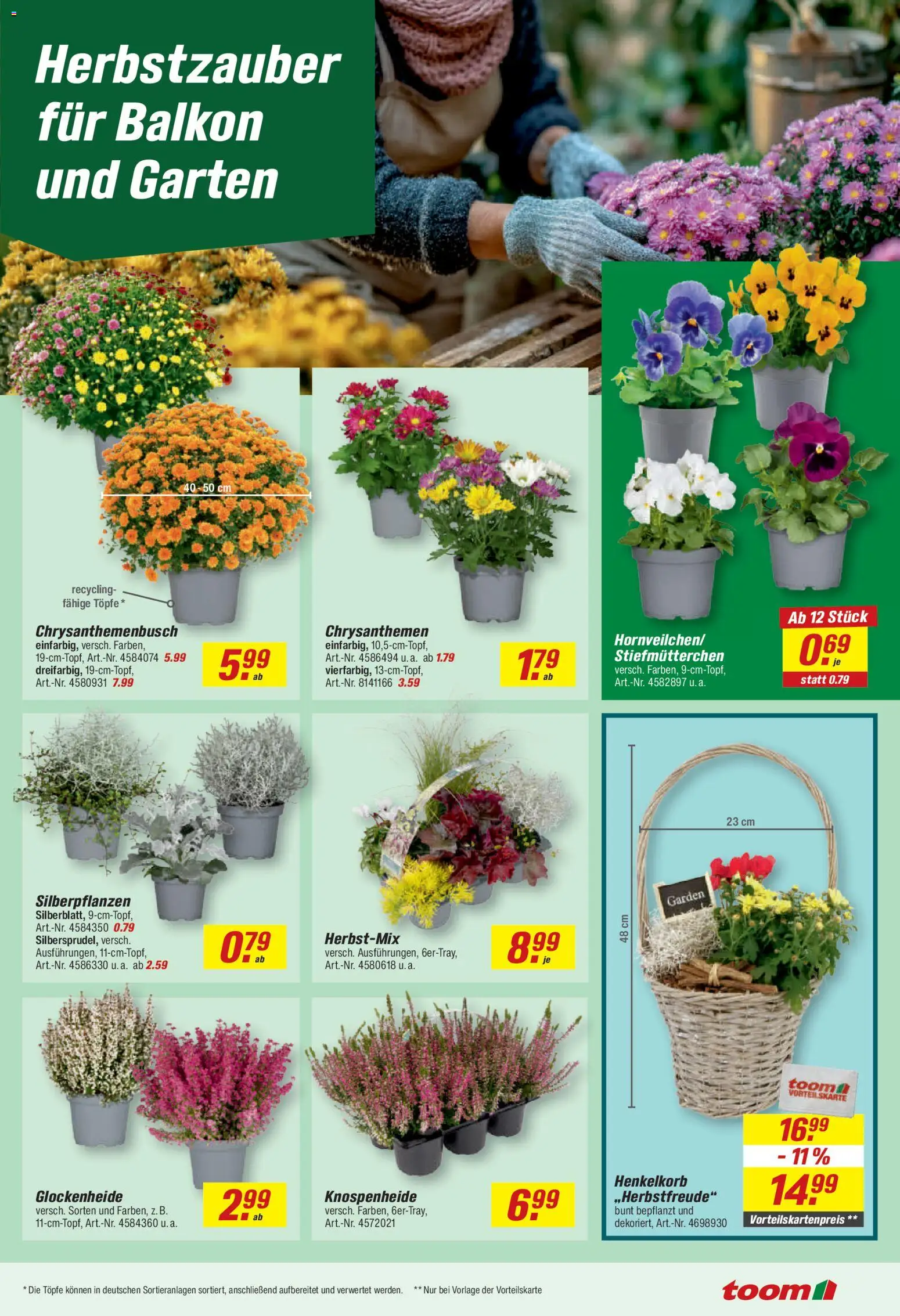 Toom Baumarkt Prospekt – gültig ab 28.09.2026 | Seite: 15 | Produkte: Stiefmutterchen