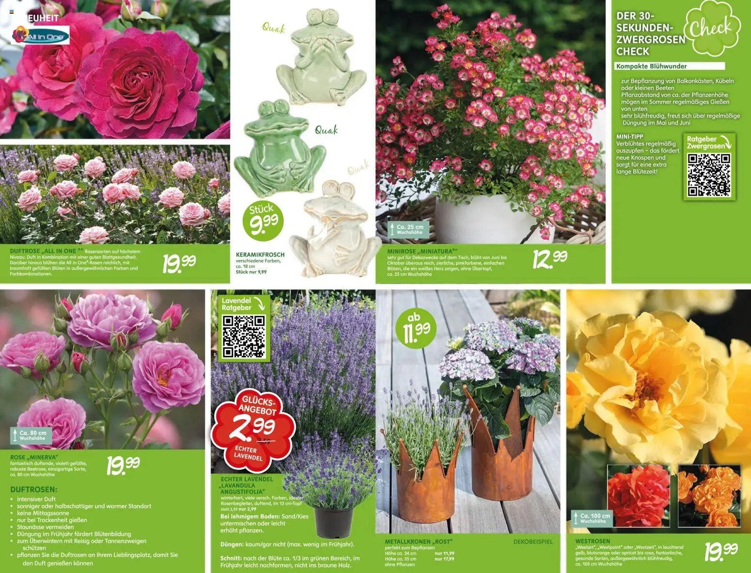 Blumen Risse Blütenglück Blumenmarkt – gültig ab 28.05.2026 | Seite: 3 | Produkte: Duft, Lavendel