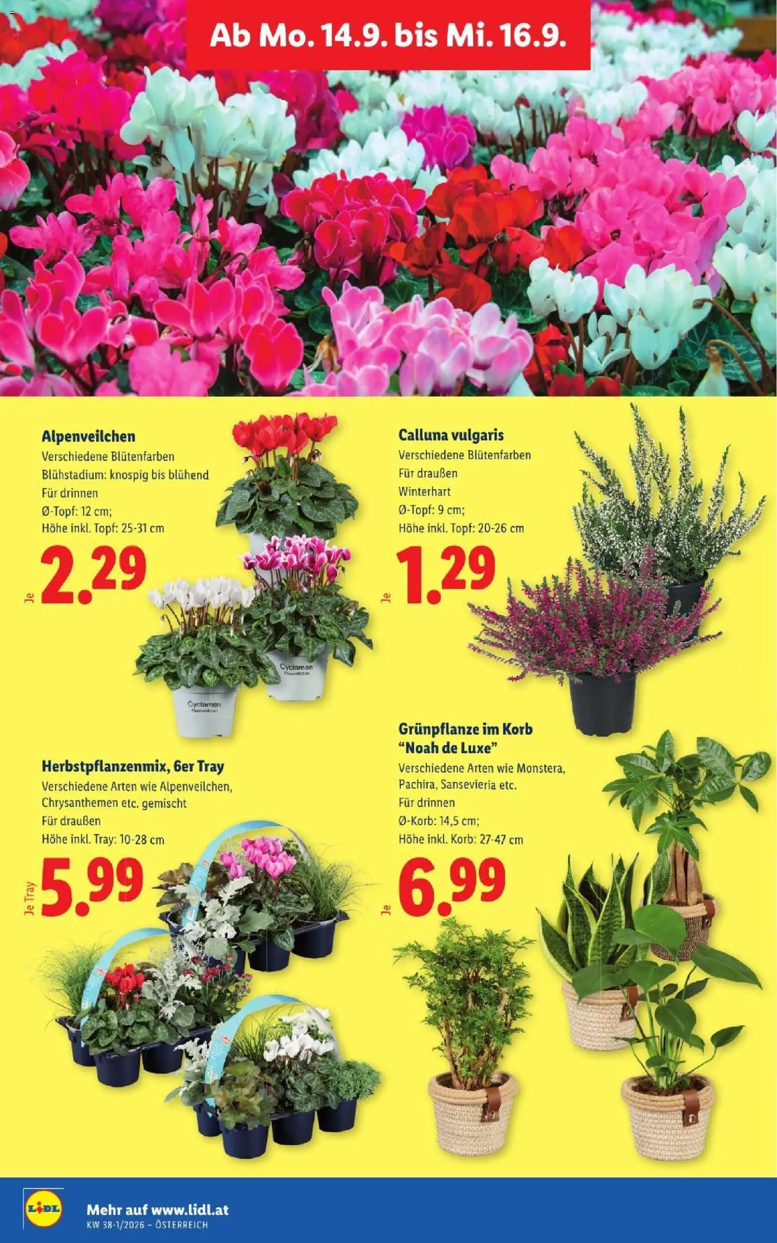 Lidl - Flugblatt gültig ab 10.09.2026 | Seite: 31 | Produkte: Korb