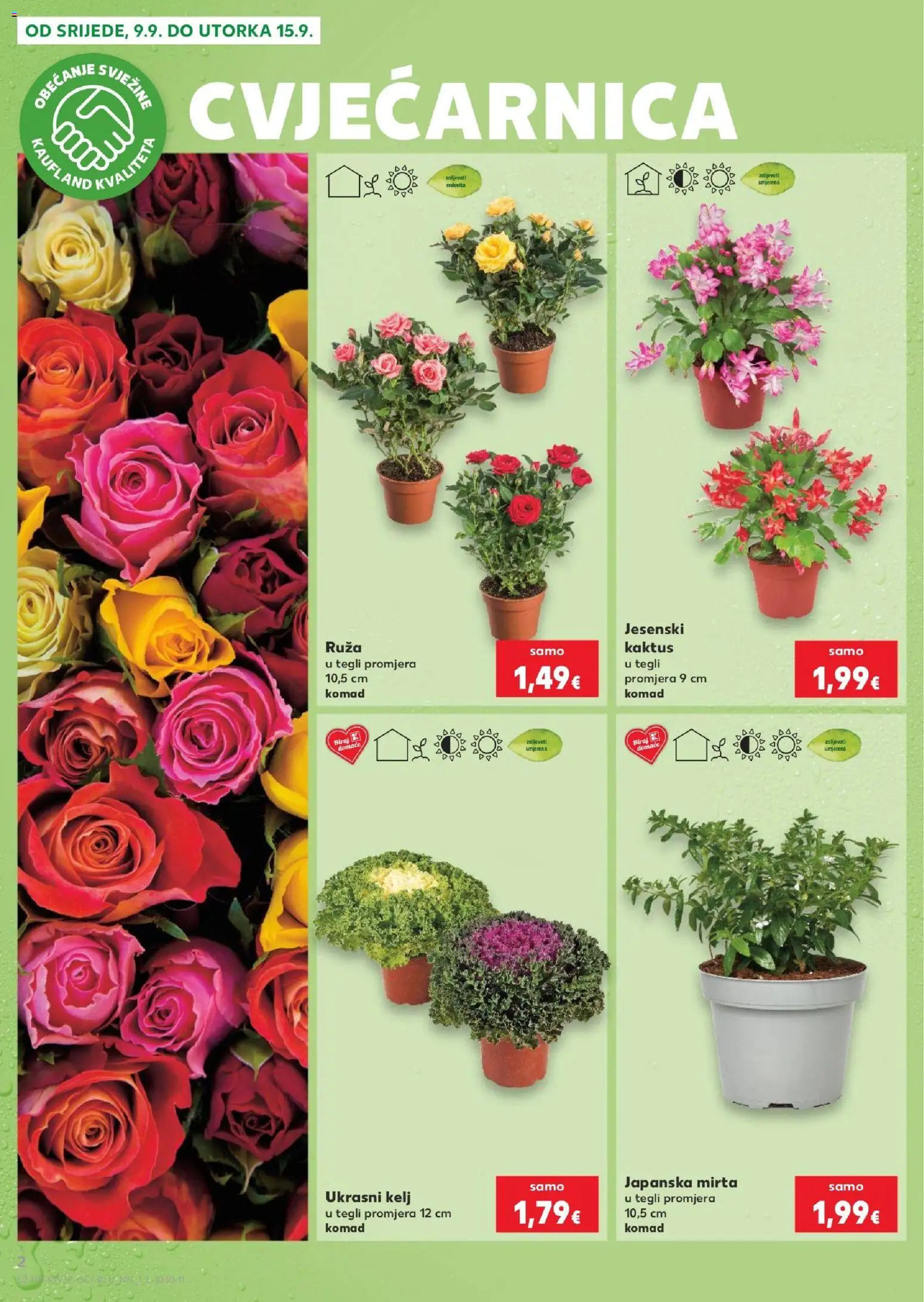 Kaufland katalog | vrijedi od 09.09.2026 | Stranica: 2 | Proizvodi: Kelj, Ruza