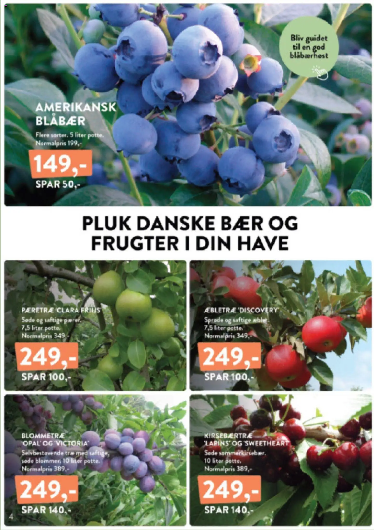 Plantorama tilbudsavis – gyldig fra 14/08/2026 | Side: 4 | Produkter: Blåbær