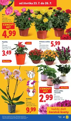 Lidl leták platný od 20.07.2026 | Strana: 91