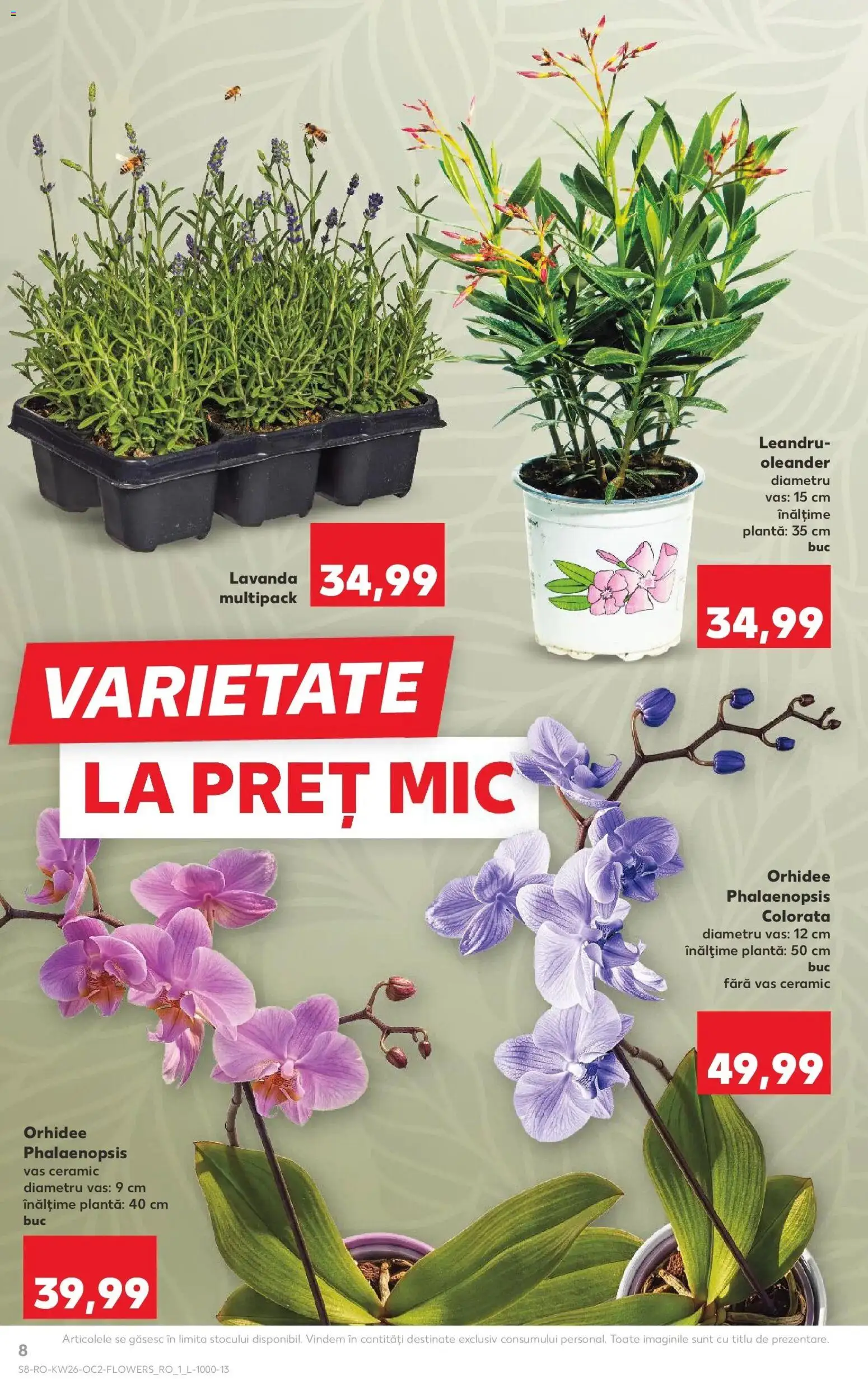 Noul catalog Kaufland – valabil de la 24.06.2026 | Pagină: 8 | Produse: Orhidee