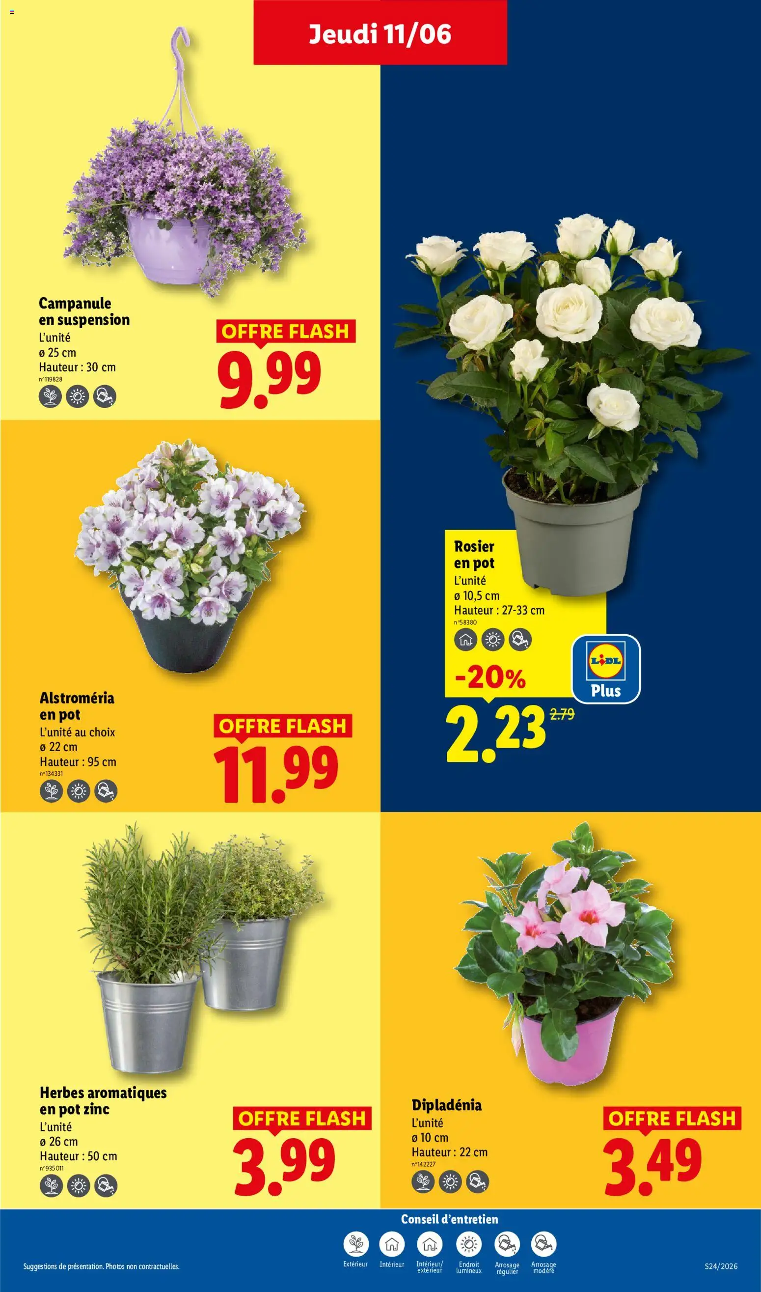 {H1} | Page: 29 | Produits: Rosier, Rosier en pot, Dipladénia, Suspension