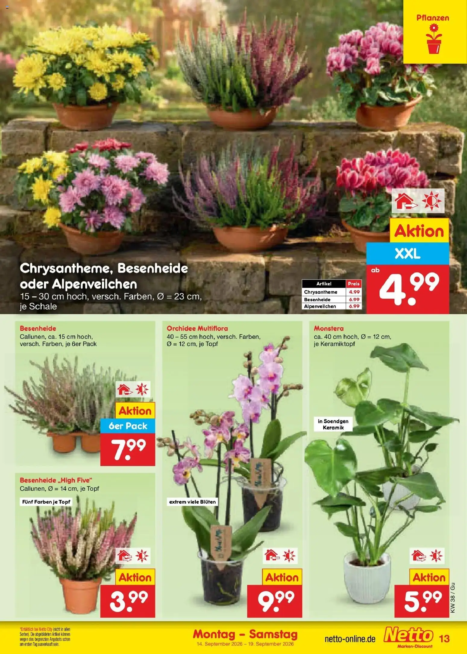 Netto Marken-Discount Prospekt Machern – gültig ab 14.09.2026 | Seite: 19 | Produkte: Orchidee