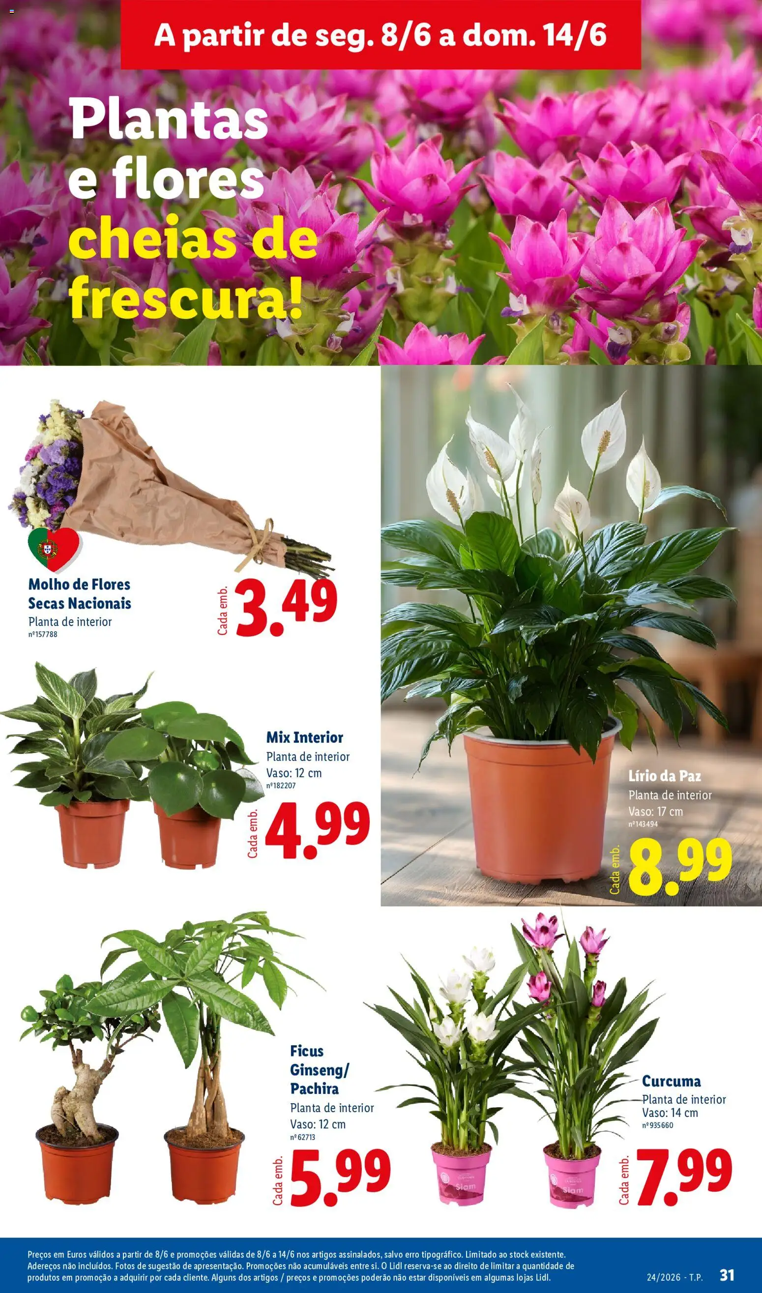 Lidl folheto │ válido de 08.06.2026 | Página: 31 | Produtos: Flores, Curcuma, Vaso