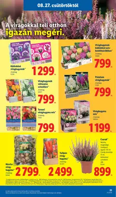 Lidl akciós újság - amely érvényes a következő dátumtól: 2026.08.27. | Oldal: 23 | Termékek: Virághagyma, Virag, Tulipán, Hagyma