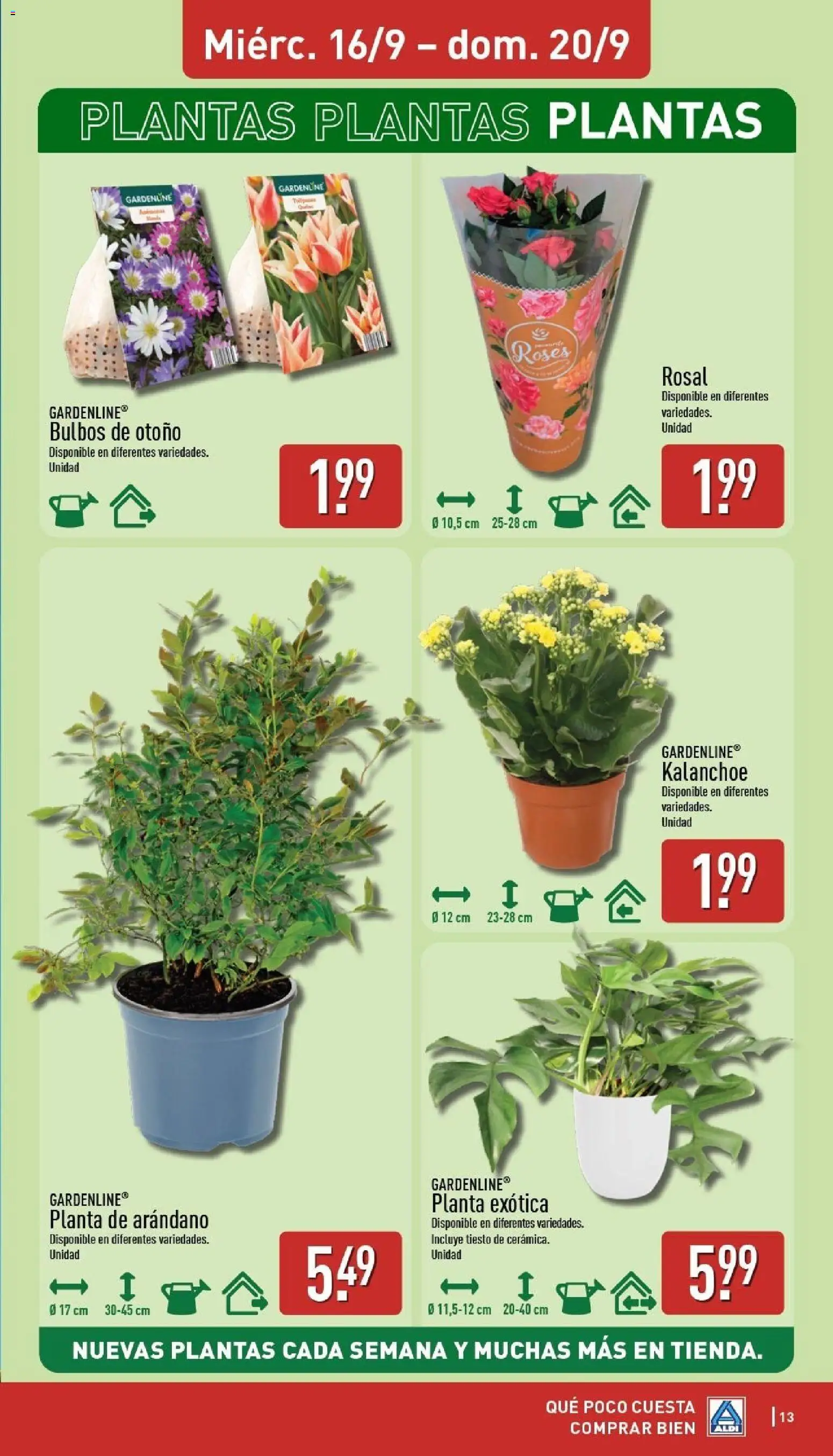 Aldi folleto Península │ válido desde el 14/09/2026 | Página: 13