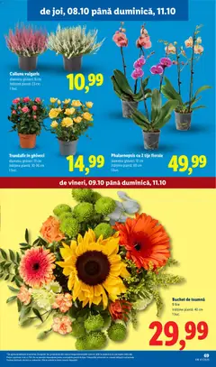 Ofertele Lidl valabile de la 05.10.2026 | Pagină: 69 | Produse: Trandafir, Ghiveci