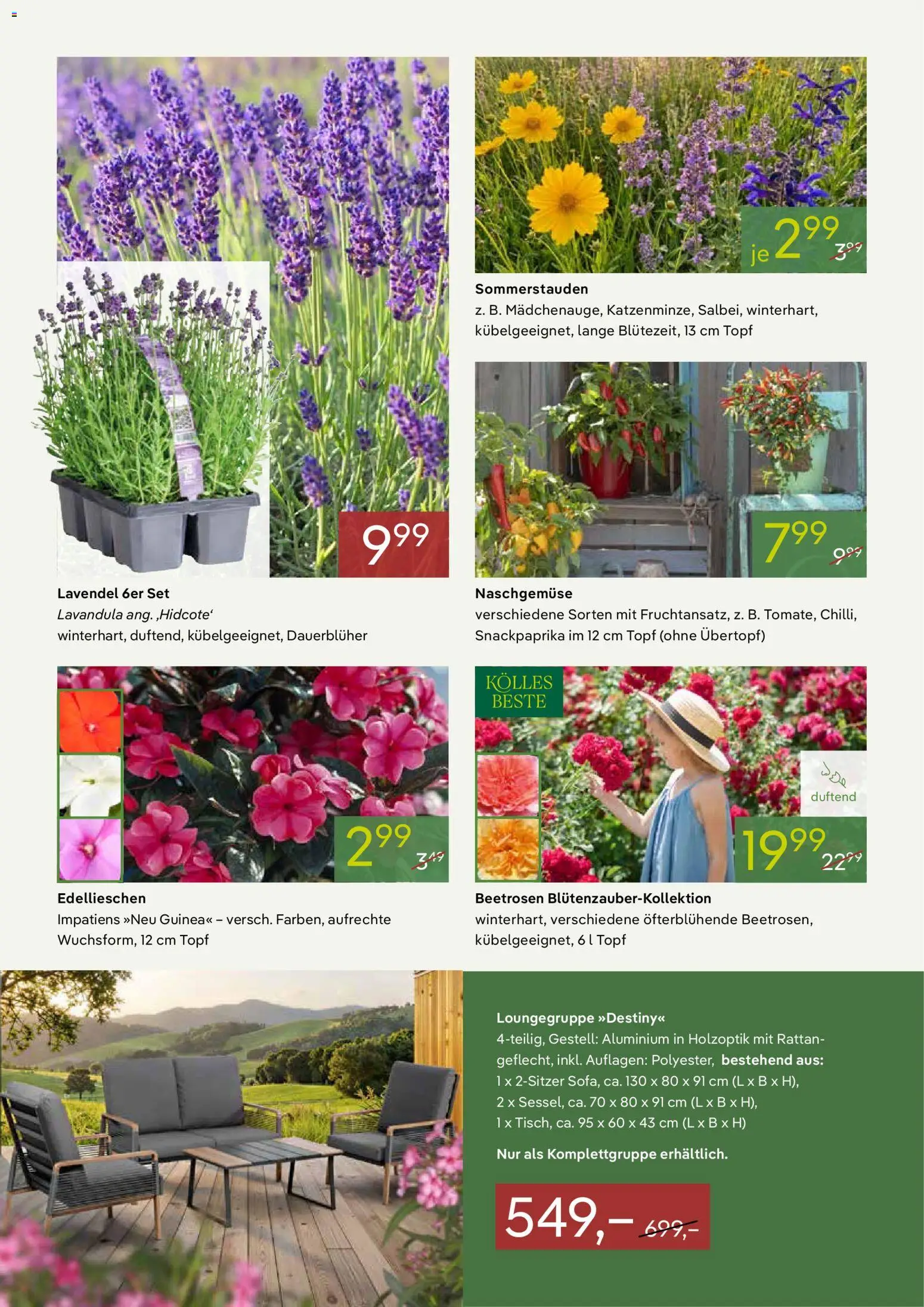 Pflanzen-Kölle Prospekt 	 – gültig ab 18.05.2026 | Seite: 2 | Produkte: Lavendel