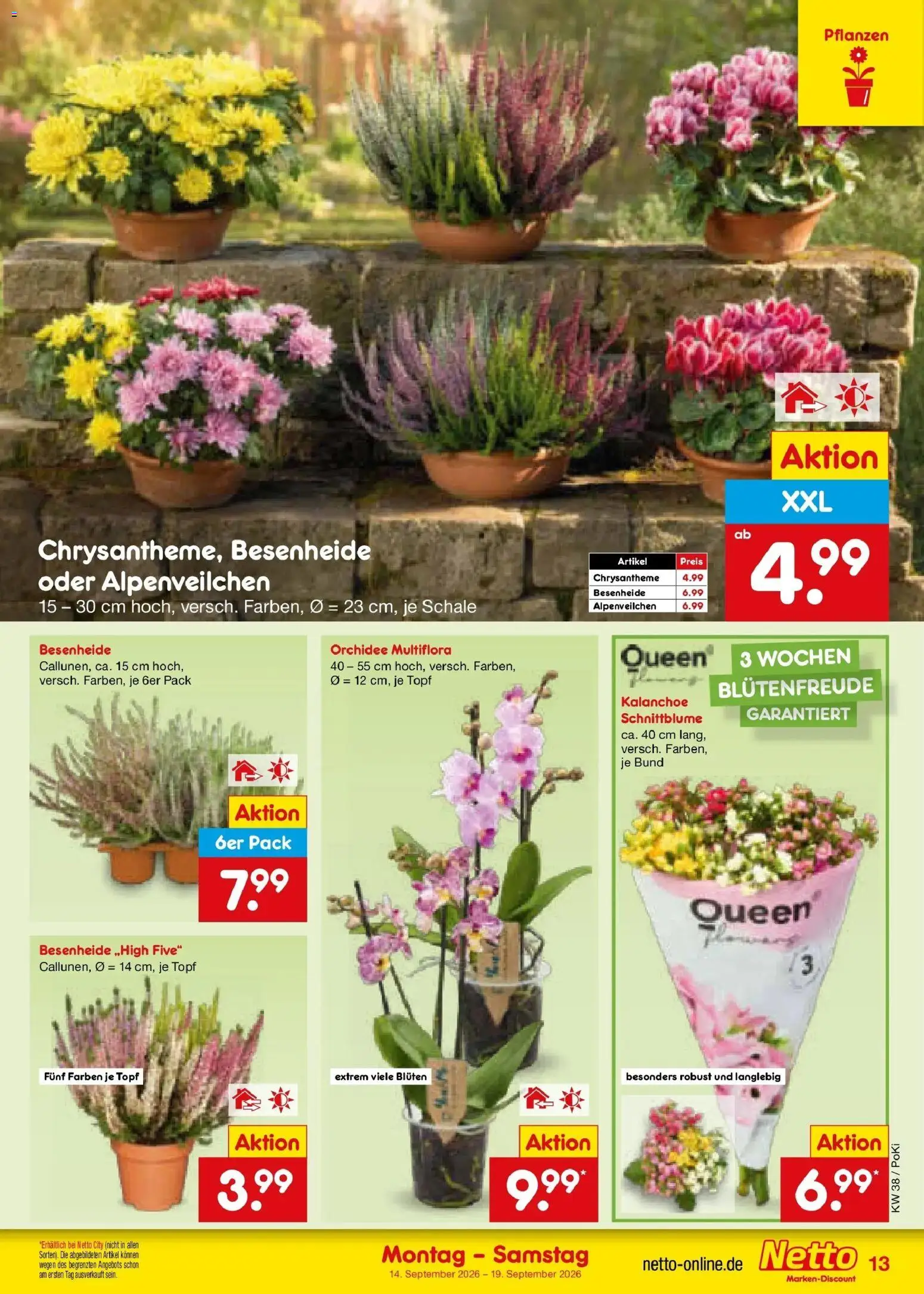 Netto Marken-Discount Prospekt Nürnberg – gültig ab 14.09.2026 | Seite: 19 | Produkte: Orchidee
