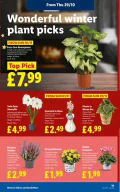 Preview of Weekly offers Lidl England valid from 29/10/2026 | Page: 23 | Products: Pot, Heather