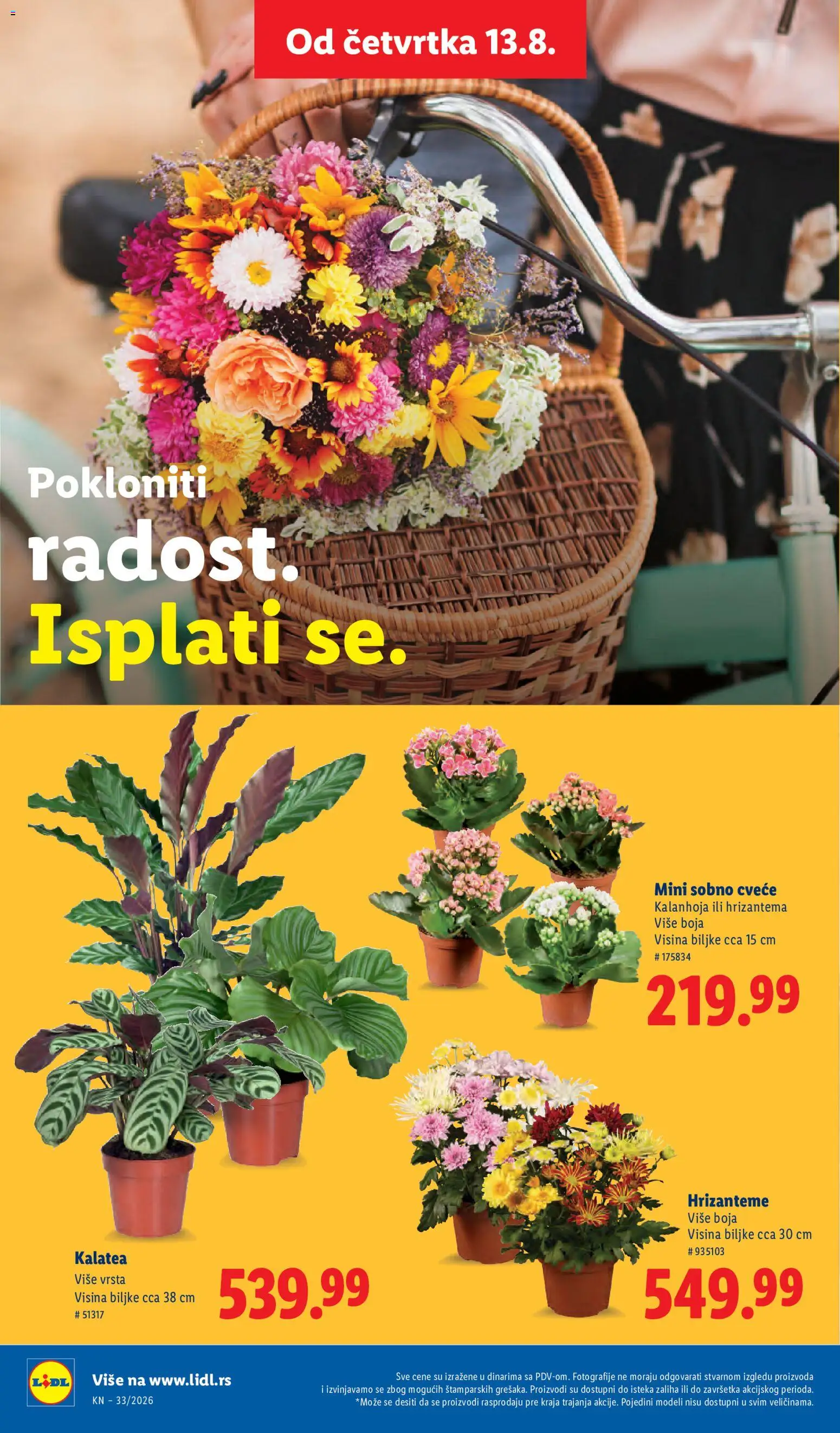 Lidl katalog - važi od 13.08.2026 | Strana: 74 | Proizvode: Kalanhoja, Hrizantema, Cvece