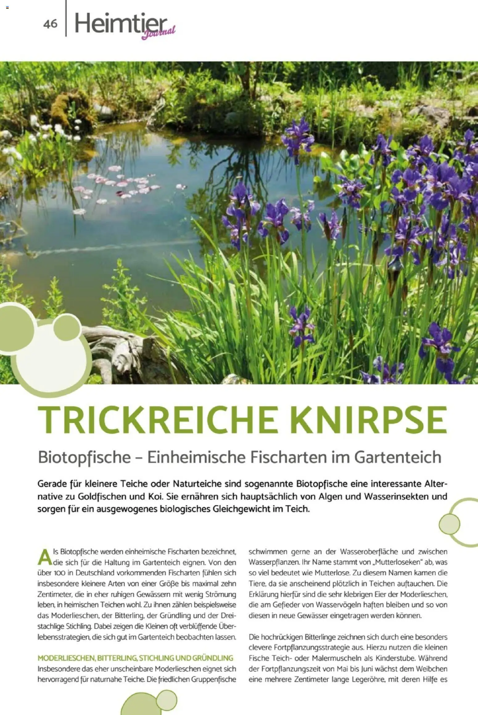 zookauf Heimtier Journal – gültig ab 01.04.2026 | Seite: 46 | Produkte: Eier