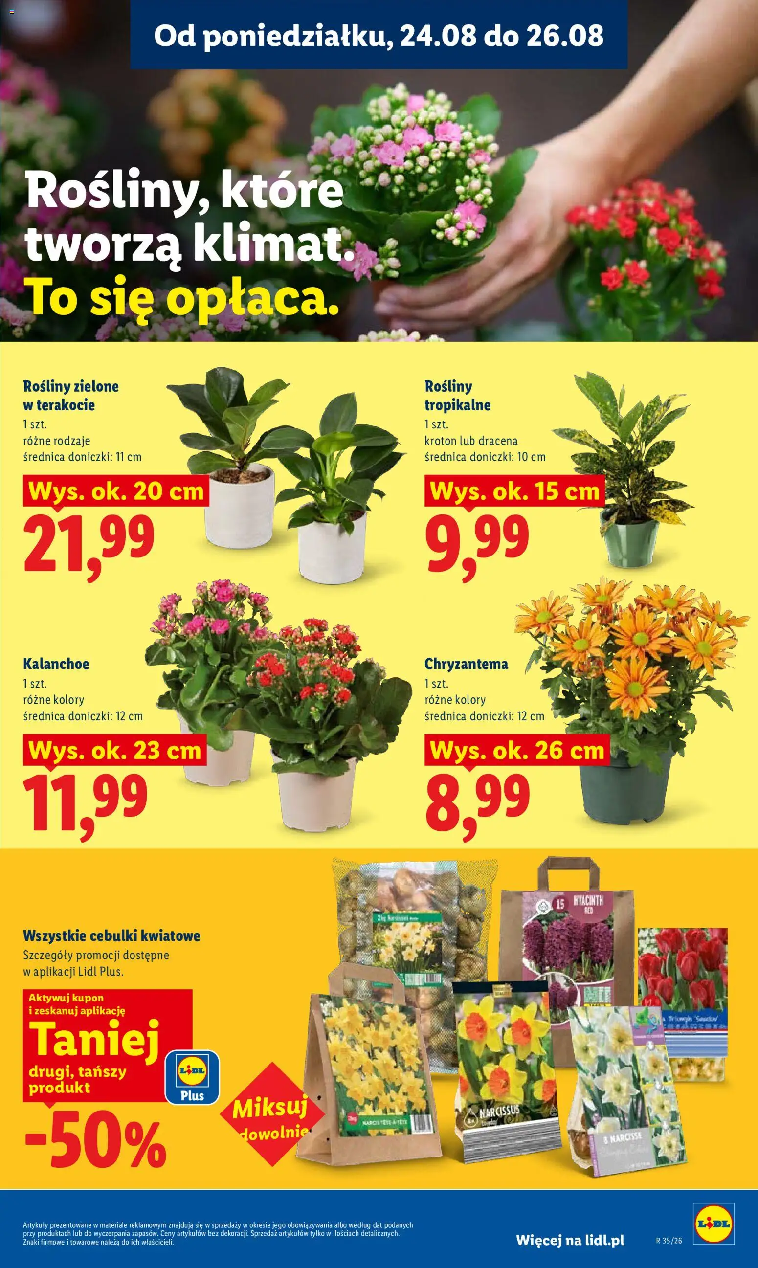 Lidl Polsko leták od 24.08.2026 | Strana: 85 | Produkty: Kalanchoe