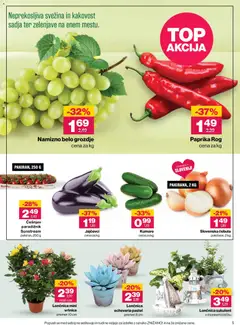 Mercator katalog akcije – veljaven od 20.08.2026 | Stran: 5 | Izdelki: Grozdje, Med, Paradiznik, Cebula