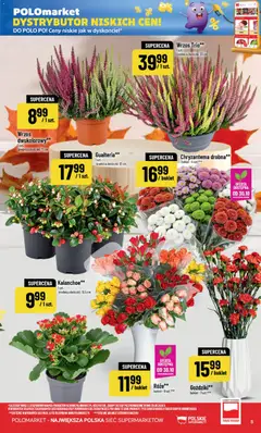 Pogląd oferty "POLOmarket gazetka" - ważna od 28.10.2026 | Strona: 5 | Produkty: Goździki, Wrzos, Doniczki, Kalanchoe
