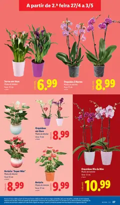 Pré-visualização Orquídea 2 Hastes, Planta de interior, Vaso 12 cm válido de 27.04.2026 | Página: 27