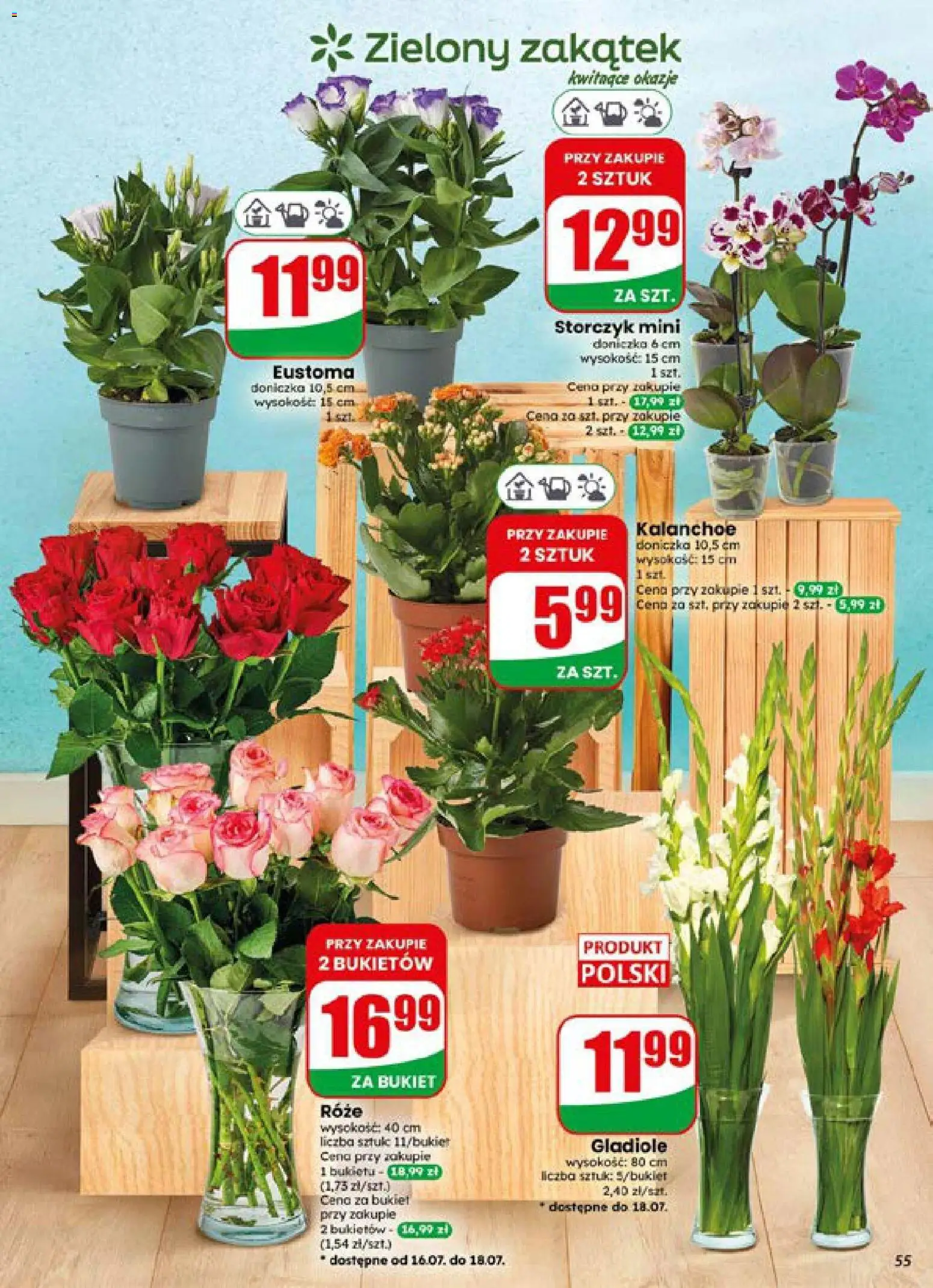 Dino gazetka od 15.07.2026 | Strona: 55 | Produkty: Doniczka, Kalanchoe, Storczyk