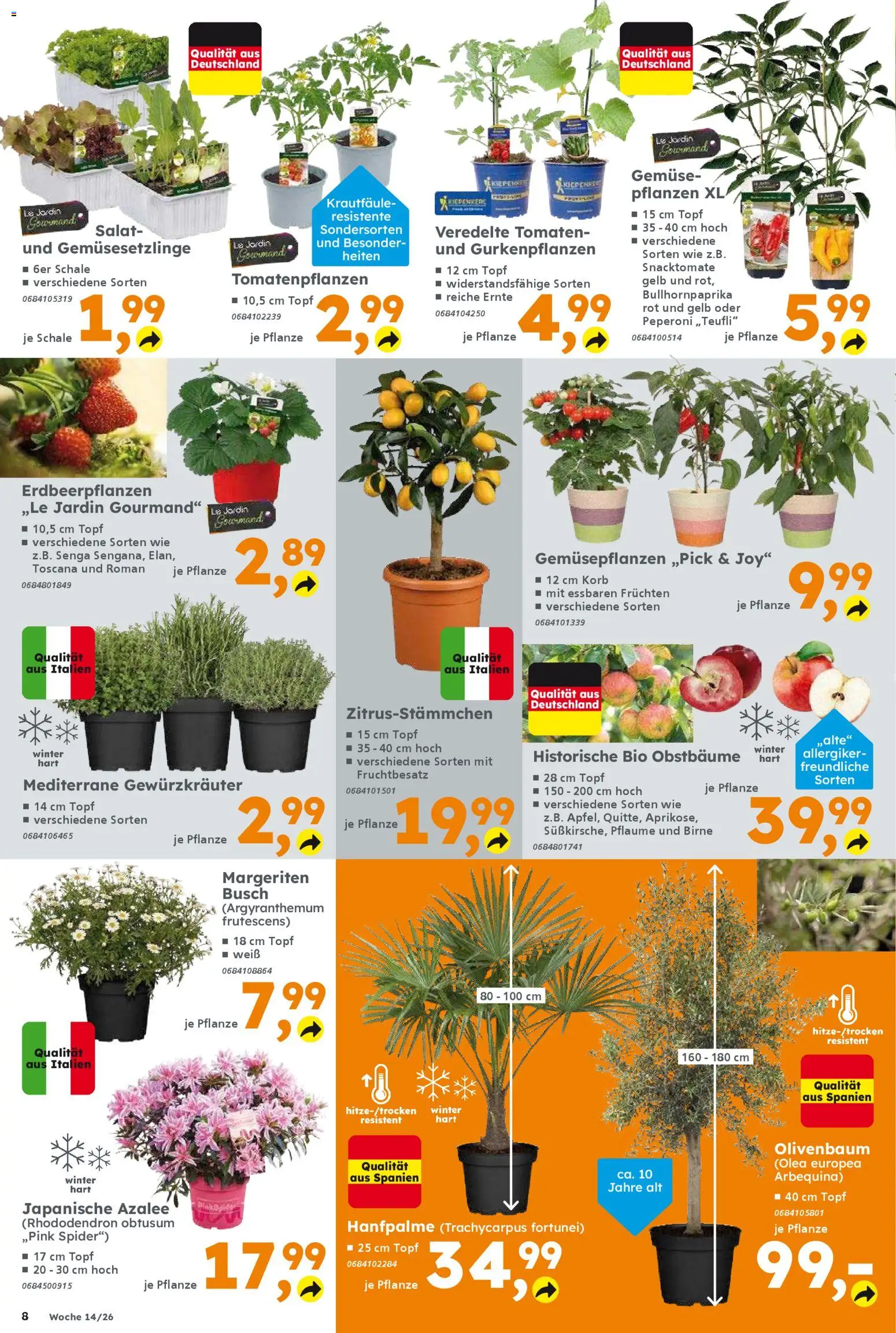 Globus Baumarkt Prospekt 	 – gültig ab 30.03.2026 | Seite: 8 | Produkte: Korb, Tomaten, Gemüse, Birne