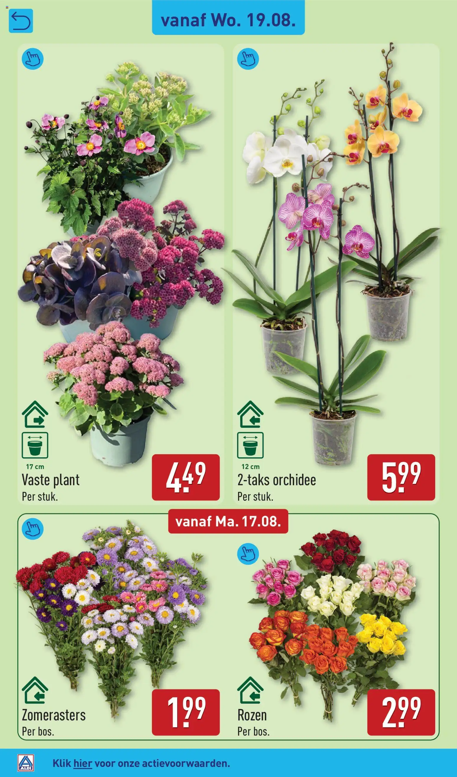 {H1} | Pagina: 30 | Producten: Orchidee